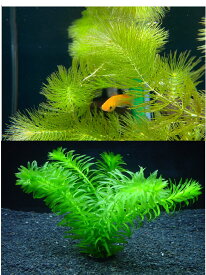 （水草）メダカ喜ぶ　マツモ（3本）とアナカリス（5本）セット　◆メダカの産卵に◆