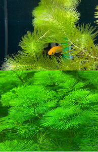 ij_Jԁ@}ci3{jƃJoi5{jZbg@_J̎YɁ