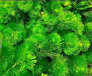 ij_@Q@ s̑t Jo (5{)  t _Jɂ