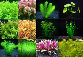 おまかせ水草詰め合わせパック 5種（水中葉）（無農薬　無害虫）（1パック20本）