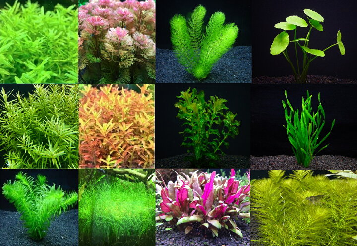 祝日 水草セット 5種類 水中葉 無農薬 無害虫 nascd.edu.bd