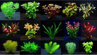 （水草） おまかせ水草20種（無農薬 スネールなし）（計40本）おすすめ メダカ アクアリウム レイアウト…