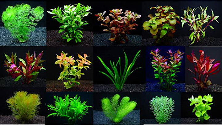 楽天市場】（水草）小型水槽用おまかせ水草6種（無農薬 スネールなし 