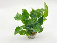 アヌビアス ナナ (1ポット分) 水草 育て方 種 アクアリウム 育成難易度簡単 初心者向け 育てやすい 小型…