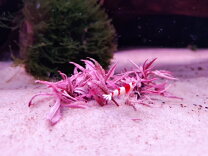 楽天市場】ピンク（水槽・アクアリウム内装｜熱帯魚・アクアリウム 