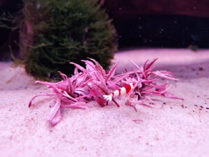 i) NvgRlEEFeBEsN(5) @_EXl[Ȃ@@Vv