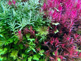 （水草）グリーンロタラ（5本）とロタラ レディシュ（5本）　セット　（水中葉）＋よく育つ栄養素付　育成説明書付き　◆無農薬・スネールなし◆