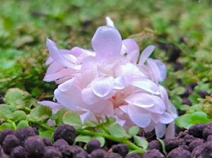 ij uZt@h sp zCg sN1 y ~ OX h{ ANAE  _J Mыz zCgsNn̂ꂢȃuZt@h