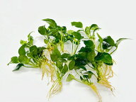 【送料無料】アヌビアスナナ プチ 10株 無農薬【水草 前景草 メダカ アクアリウム 用品 流木 熱帯魚】 根…