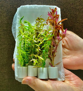 ijuȒP 蔒Ot ^~bNX4itE_EXl[Ȃjiv20{j@_EXl[Ȃ@ANAE@^@_J@Mы