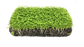 （水草）置くだけ簡単。ハイグロシードマット（約10cm＊5cmサイズ）無農薬 無害虫　前景草 メダカ・エビ