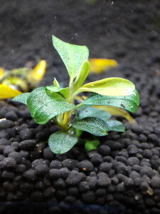 ijuZt@h@N_K@~jEh 1 yZbg _ _J ANAE  Mыz ȃ̂ꂢȃuZt@h