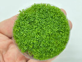 （水草）組織培養　キューバパールグラス（無農薬）（1カップ）無農薬　　スネールなし　植え方　ミスト式　種