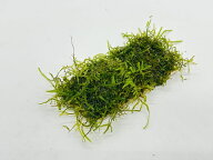 (水草) 無農薬 ウィローモス マット 　スリムタイプ（横10cm×縦5cm） 【置くだけ 小型水槽 底床 アクア…