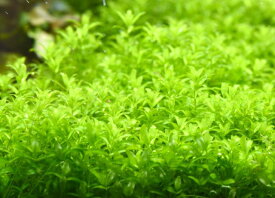 水草 パールグラス（40本）国産無農薬 ◆繊細な葉がキレイ◆