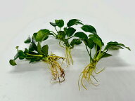 【送料無料】アヌビアスナナ プチ 3株　無農薬 【水草 前景草 メダカ アクアリウム 用品 流木 熱帯魚】 …