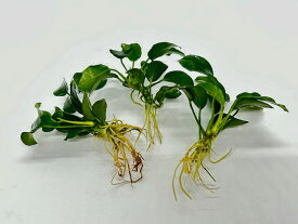 【送料無料】無農薬　アヌビアスナナ プチ 3株 【水草 前景草 メダカ アクアリウム 用品 流木 熱帯魚】