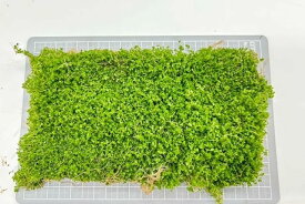 （水草） キューバパールグラス マット大容量（20cm×15cmサイズ） 無農薬 無害虫 【パールグラス 水草セット 冬 栄養 砂 アクアリウム 水槽 メダカ 熱帯魚 】