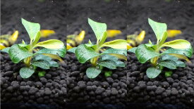 （水草）ブセファンドラ　クダガン　ミニラウンド 3株 【水草セット 無農薬 メダカ アクアリウム 金魚 熱帯魚】 小さなラメのきれいなブセファンドラ