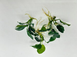 ysς݁EVNzAkrAXii 3Zbg  ANAEp vňĂ₷ A CO2sv Y SҌ CAEgp