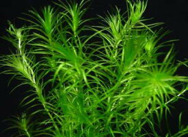 無農薬 ナヤス 水草 5本セット【国産】メダカ・金魚・エビに安心｜水質浄化・コケ対策・産卵床｜初心者向け 水槽 レイアウト 水草育成