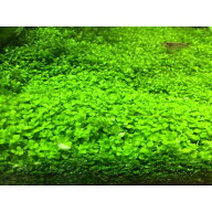 (水草) ニューラージパールグラス(25本) 無農薬 無害虫 【トリミング セット 冬 種 栄養 アクアリウム 水…