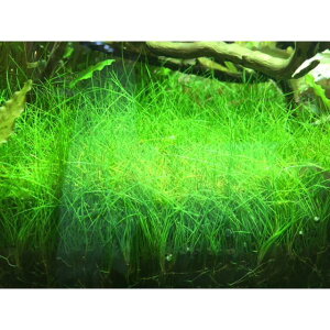 水草 ヘアーグラスの人気商品 通販 価格比較 価格 Com