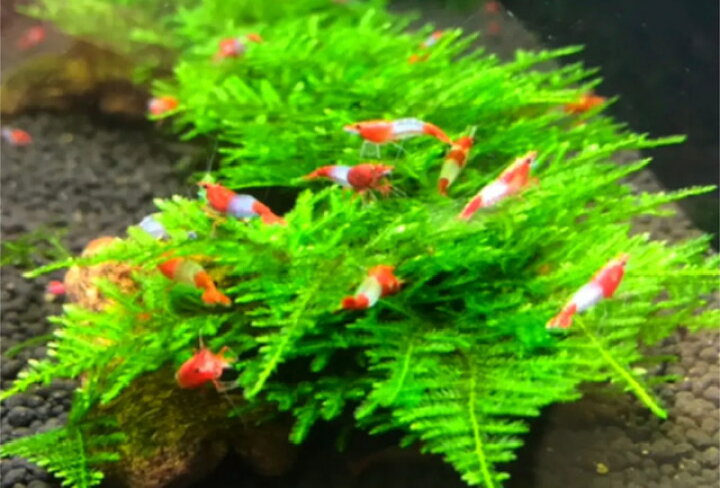 楽天市場 水草 南米ウィローモス ハガキサイズ 1枚分 無農薬 無害虫 水草通販 イイ水草 楽天市場店