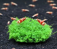 【無農薬水草】置くだけ簡単 プレミアムグリーンモス｜メダカ・エビ水槽に｜初心者向け