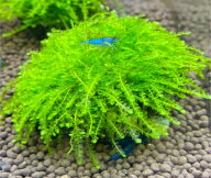 (水草) ウィーピングモス (玄武岩活着タイプ) 【モス 無農薬流木 ウィローモス アクアリウム 水槽 メダカ…