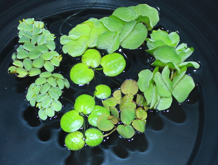楽天市場 浮き草セット 4種 無農薬 各２株 送料無料 水草通販 イイ水草 楽天市場店