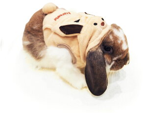 ̃n[lXEGA n[lXEGAEi[h͕tĂ܂BjC{[