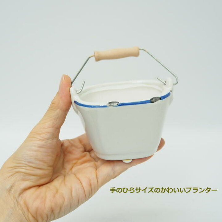 楽天市場】【あす楽】 水耕栽培セット 植物栽培セット シーブルー 