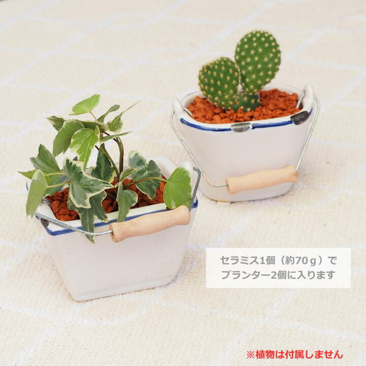 楽天市場】【あす楽】 水耕栽培セット 植物栽培セット シーブルー 