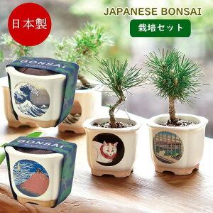 yyz ~ ͔|Zbg JAPANESE BONSAI gxm ԕxm L xmƔL GD-640 V| ͔|Lbg Z   ԏ  ͔| | CoEh yY { ~͔ q R ϗt