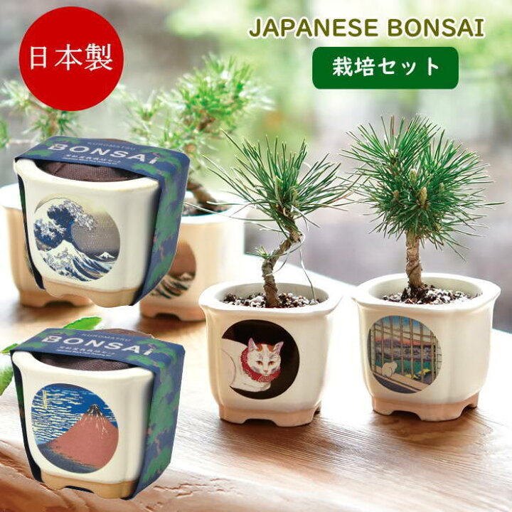 楽天市場】【あす楽】 盆栽 栽培セット JAPANESE BONSAI 波富士 赤富士 
