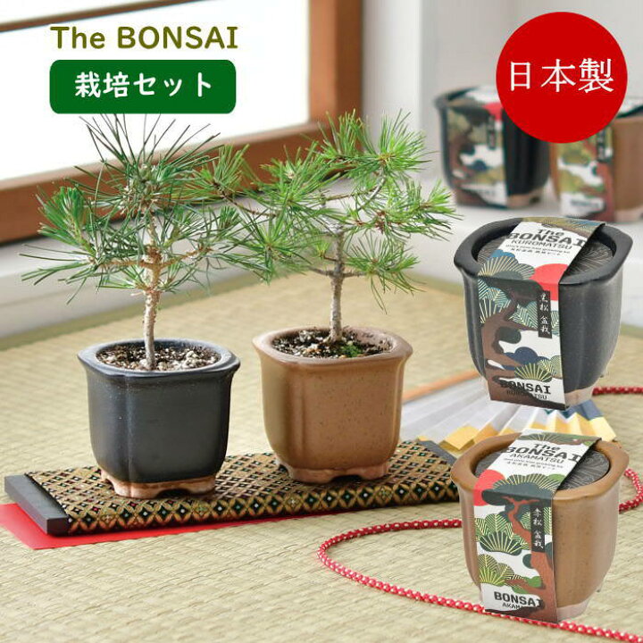 楽天市場】【あす楽】 盆栽 栽培セット The BONSAI 栽培セット 黒松 