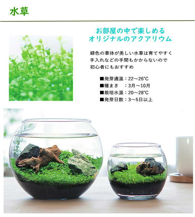 楽天市場】【あす楽】 水草 アクアリウム 栽培セット 育てる水草(S) GD