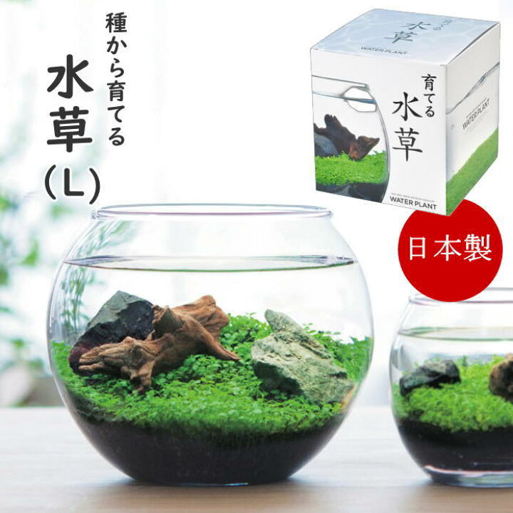 楽天市場】【あす楽】 水草 アクアリウム 栽培セット 育てる水草(L) GD 