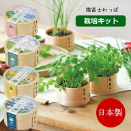 【あす楽】 栽培セット 室内 プレゼント 青しそ 大葉 秋まき 猫富士わっぱ ミツバ GD-1050-01 シソ GD-10…