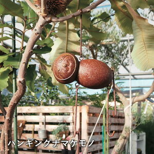 yyz uL K[fjO G u  IuWF nMOi}Pm 4924 cY K[fI[ig  Aj} CeA 킢   K[f O 