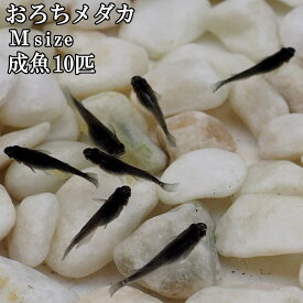 楽天市場 オロチ Blackの通販
