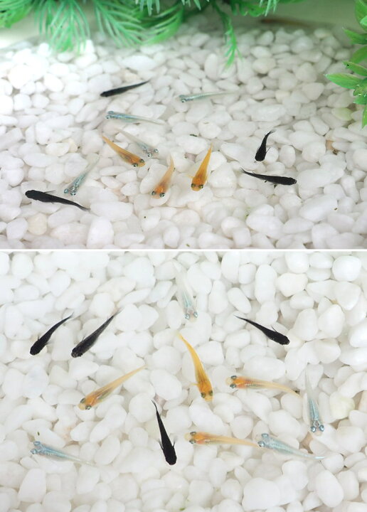 感謝価格 即出荷 めだか メダカ 稚魚 Ss Sサイズ 3種 12匹セット 幹之めだか 青幹之めだか みゆきめだか 楊貴妃 おろち オロチ 鉄仮面 観賞魚 無選別 Shipsctc Org 感謝価格 即出荷 めだか メダカ 稚魚 Ss Sサイズ 3種 12匹セット 幹之めだか 青幹之めだか みゆきめだか 楊貴妃 おろち オロチ 鉄仮面 観賞魚 無選別 Shipsctc Org
