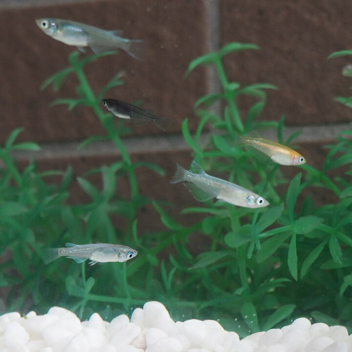 人気の新作 即出荷 めだか メダカ 幹之めだか 青幹之めだか みゆきめだか 成魚 Mサイズ 10匹セット 鉄仮面 雄雌混合 オス メス アクアリウム 生体 鑑賞 Shipsctc Org 人気の新作 即出荷 めだか メダカ 幹之めだか 青幹之めだか みゆきめだか 成魚 Mサイズ 10匹セット 鉄仮面 雄雌混合 オス メス アクアリウム 生体 鑑賞 Shipsctc Org