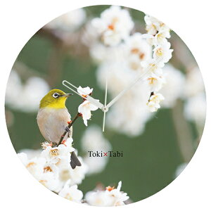 A+ (ANZgvX) Toki×Tabi ~̉ԂƃW -white- 60cm ^v bj 傫 v Ǌ|v { i i ۂ Â m És o[hEHb`O  ~ J