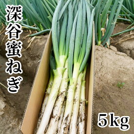 深谷蜜ねぎ5kg 生産者から直送