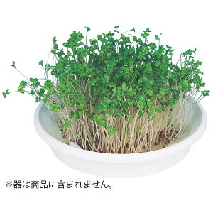 k͔|jbg ubR[XvEg (102969)