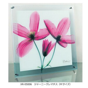 X RAY �K���X �A�[�g �W���[�j�[ �N���}�`�X M�T�C�Y XR-05006