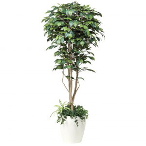 観葉植物 ラッピングの人気商品 通販 価格比較 価格 Com