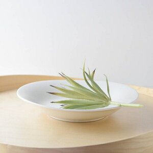 22.5cm\tgȉ~X[vM Bi(AEgbgi)